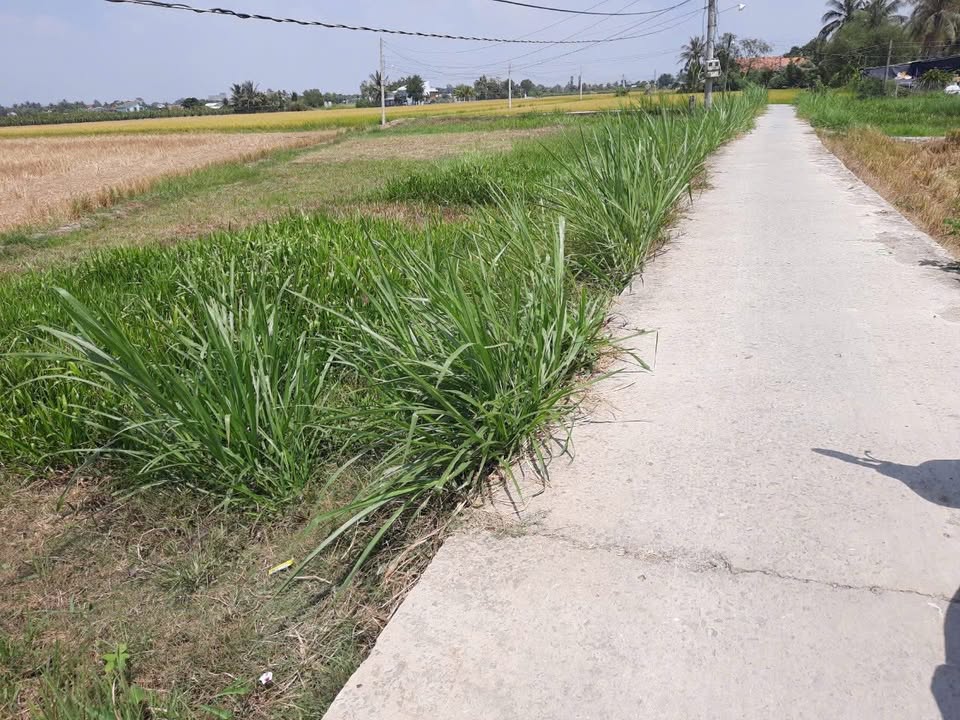 Lô đất 4182m² mặt tiền tại ấp Bình Lợi, Long An - Giá chỉ 2.3 tỷ