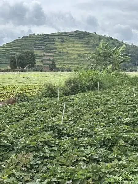 Đất nền chính chủ xã Phú Hội, Đức Trọng, Lâm Đồng 1000m² - Giá chỉ 900 triệu!