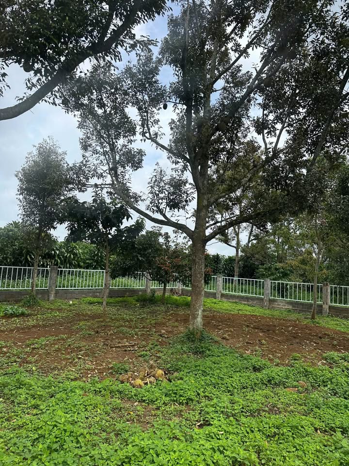 Đất thổ cư B'lao Bảo Lộc 437m² giá 2.79 tỷ - Sổ riêng, đường ô tô vào tận nơi!