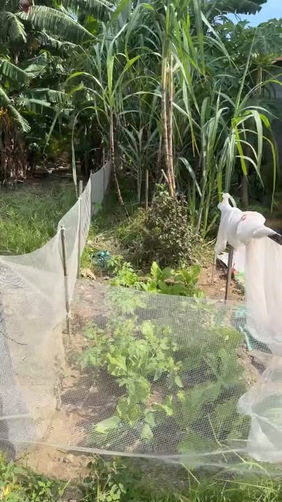 Đất nền khu phố Bùi, Ninh Xá 90m² giá nhỉnh 3 tỷ - Đầu tư sinh lời hấp dẫn!