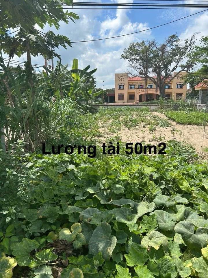 Đất nền Lương Tài Bắc Ninh 50m² giá 1 tỷ - Đường rộng 10m, sổ hồng chính chủ!