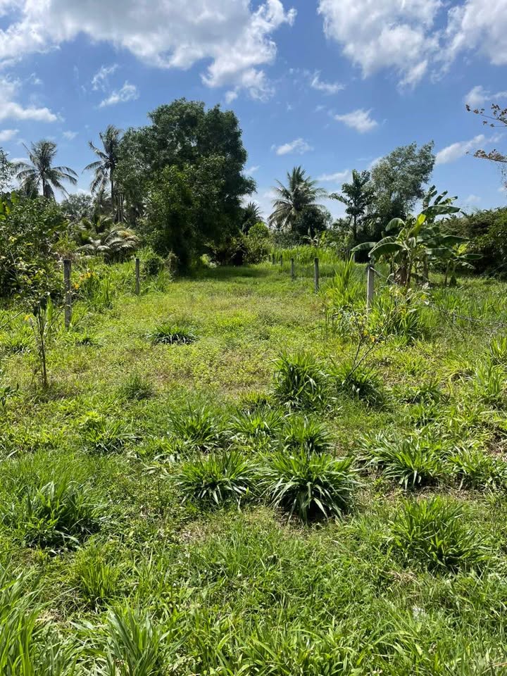 Đất nền xã Tường Đa, Châu Thành, Bến Tre - 384.2m² chỉ 550 triệu - Cơ hội đầu tư tuyệt vời!