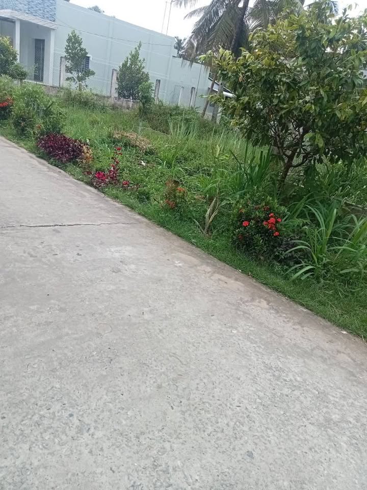 Đất nền đẹp Tân Hào, Giồng Trôm 84m² giá 350 triệu - Cơ hội đầu tư tuyệt vời!