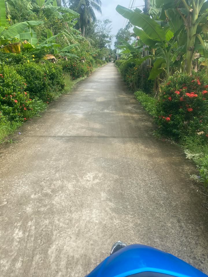 Đất vườn Châu Hoà Giồng Trôm 2000m² giá 800 triệu - Đầu tư sinh lời ngay!