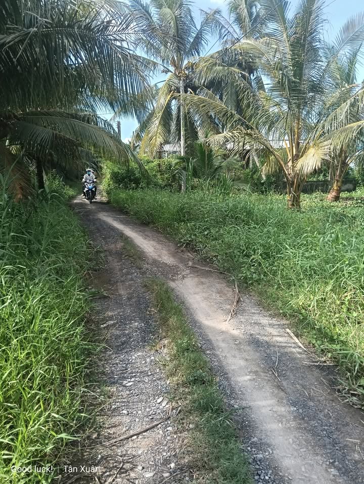 Đất vườn Tân Xuân, Ba Tri 3000m² giá 597 triệu - Tiềm năng phát triển mạnh mẽ!