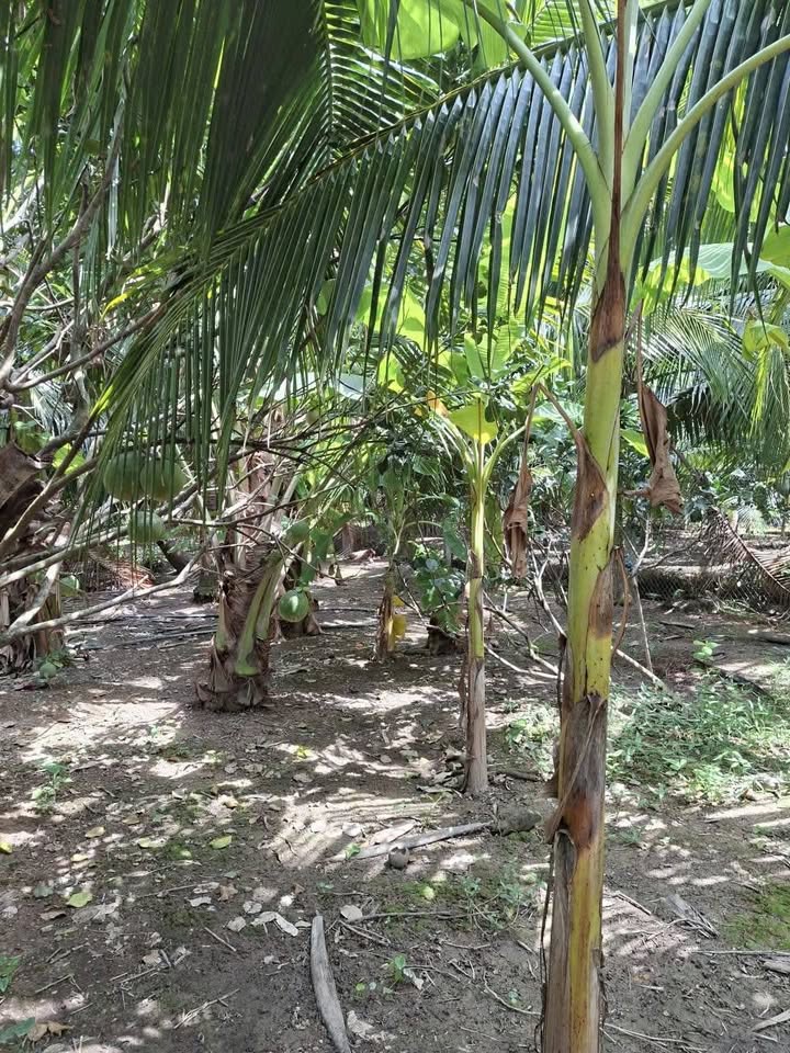 Đất thổ cư xã Tân Thạch, Châu Thành, Bến Tre 500m² - Giá chỉ 860 triệu