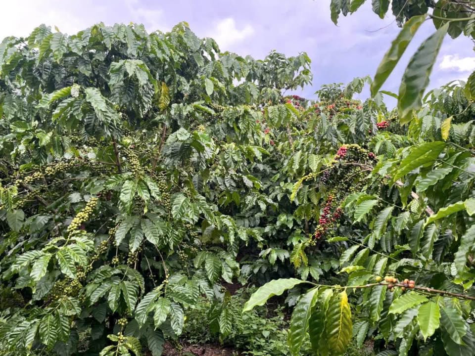 Đất nền 720m² tại Lộc Thắng, Bảo Lâm - Sổ đỏ chính chủ, giá 1.4 tỷ!