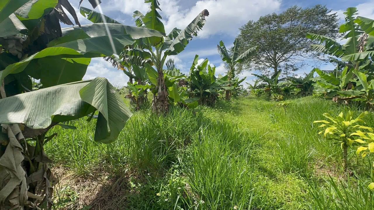 Đất nền mặt tiền Âu Cơ, Di Linh 1089m² giá chỉ 1.75 tỷ - Tiềm năng đầu tư lớn!