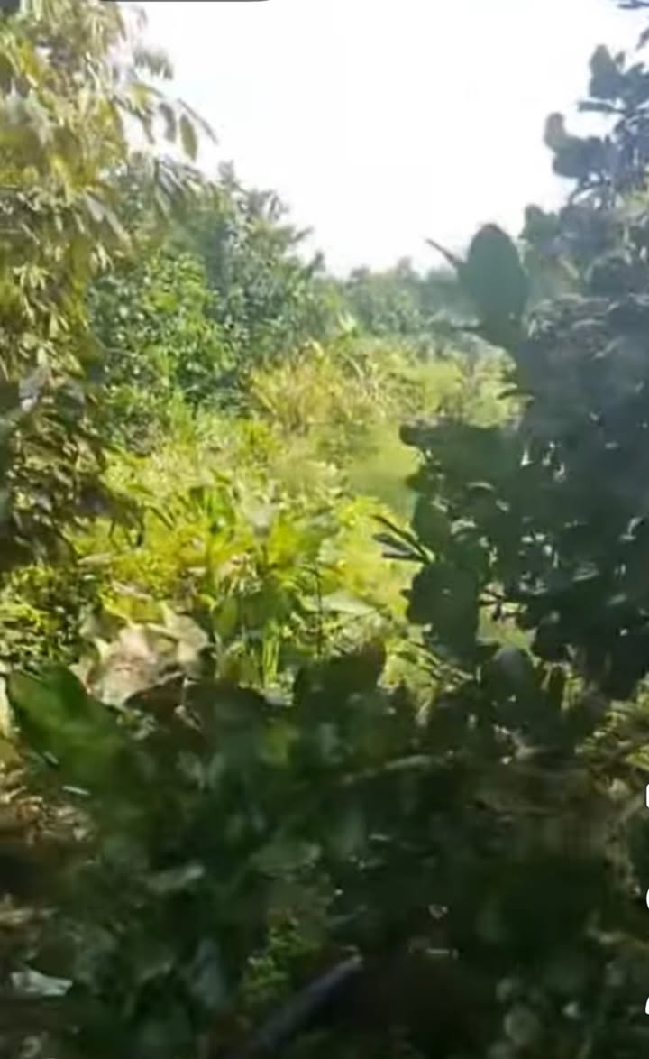 Farm cho thuê tại Phú Lập 18.000m² giá 37 triệu/năm - Đầu tư sinh lời bền vững!