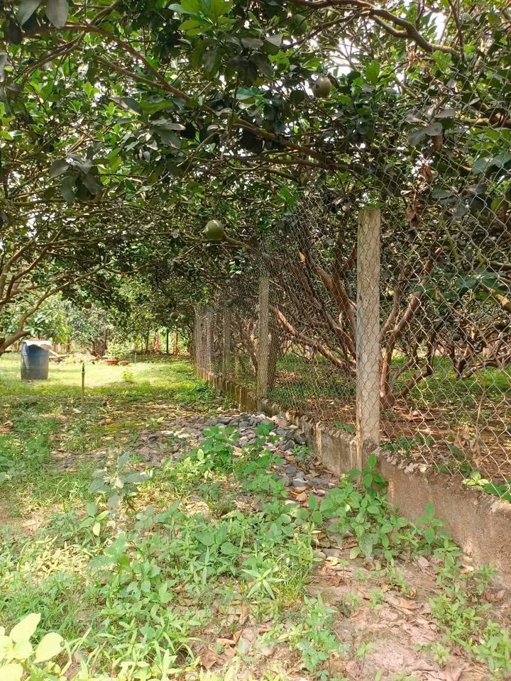 Vườn Bưởi Thạnh Phú Vĩnh Cửu 850m² giá 2.8 tỷ - Đầu tư sinh lời hấp dẫn!