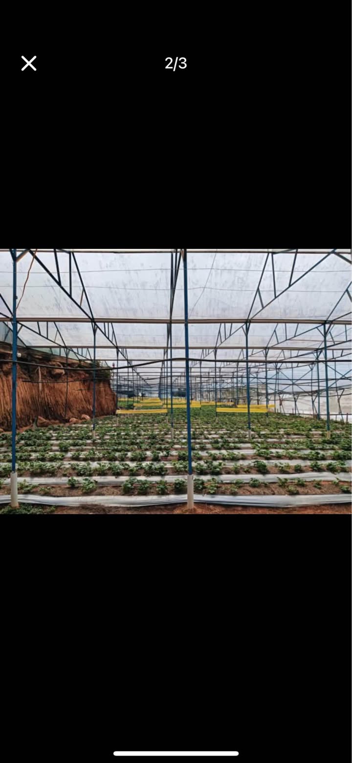 Đất nông nghiệp tại Lạc Dương 6000m² giá 1.3 tỷ - Chính chủ bán gấp!