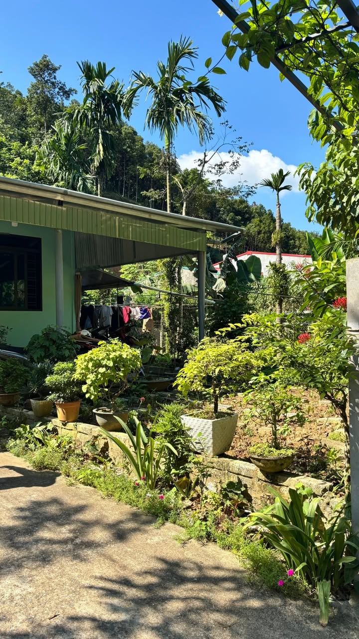 Nhà vườn Minh Bảo Yên Bái 246m² giá 2 tỷ - Không gian sống xanh lý tưởng!