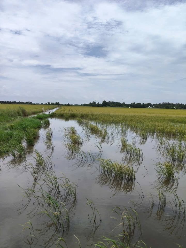 Đất 40.000m² tại ấp Mương 40, xã Tây Yên, An Biên - Giá 1 tỷ, chính chủ!