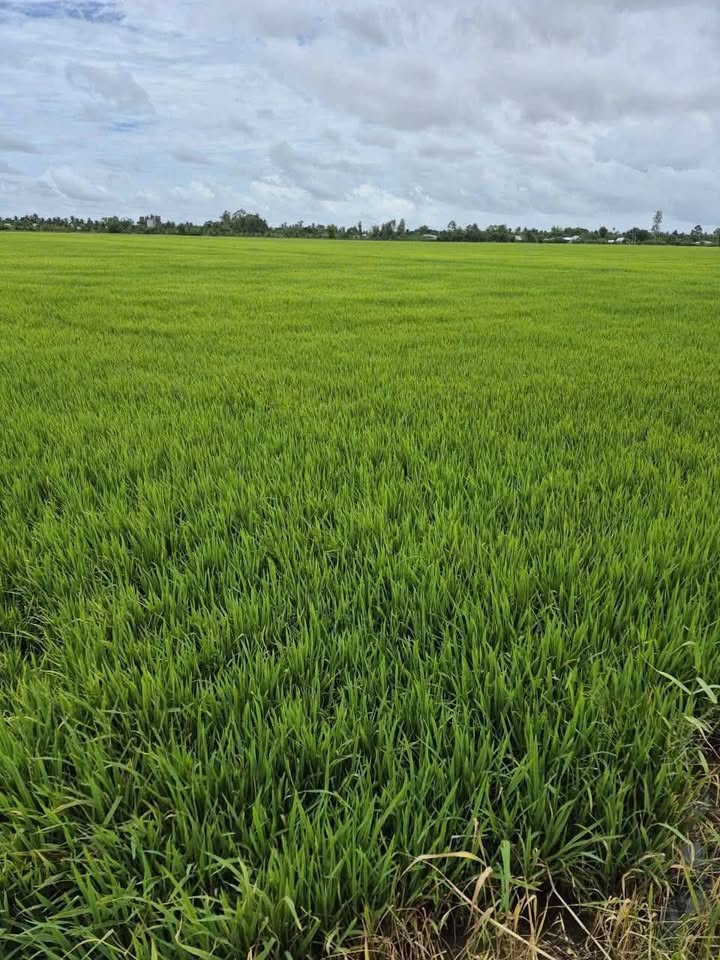 Đất ruộng 4000m² tại ấp Mương 40, An Biên chỉ 1 tỷ - Cơ hội đầu tư tuyệt vời!