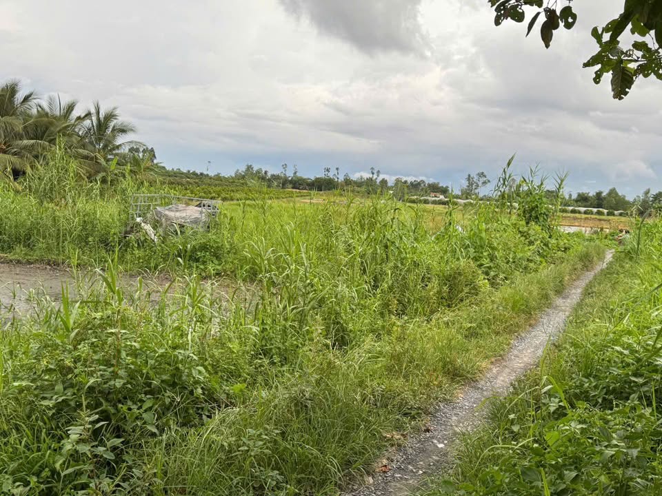 Đất ruộng xã Phong Hòa, Đồng Tháp 9600m² giá 2.5 tỷ - Tiềm năng phát triển cao!