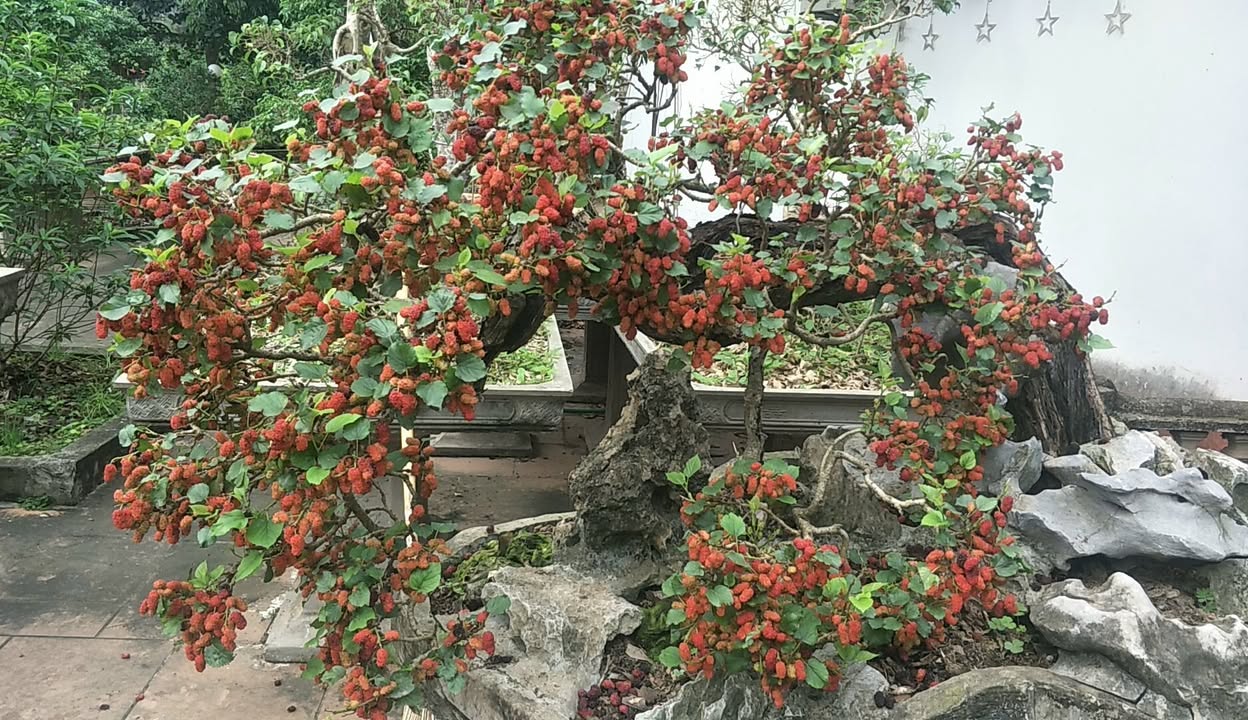 Đất nền An Thượng, Yên Thế 212m² giá 400 triệu - Cơ hội đầu tư tuyệt vời!