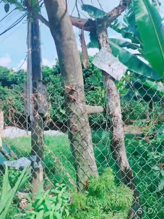 Đất nền Dĩ An 100m² giá 3.3 tỷ - Vị trí đắc địa gần Nguyễn Thị Minh Khai!