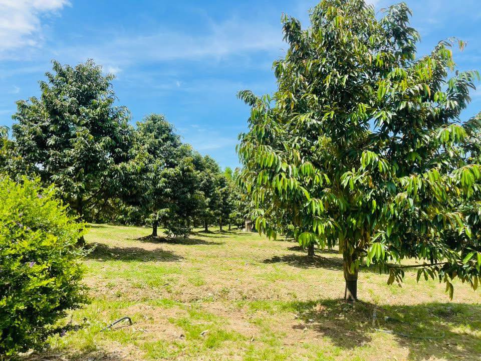 Bán gấp Farm 20.200m² tại Phú Trung, Tân Phú - Sẵn sổ hồng, giá 11 tỷ!