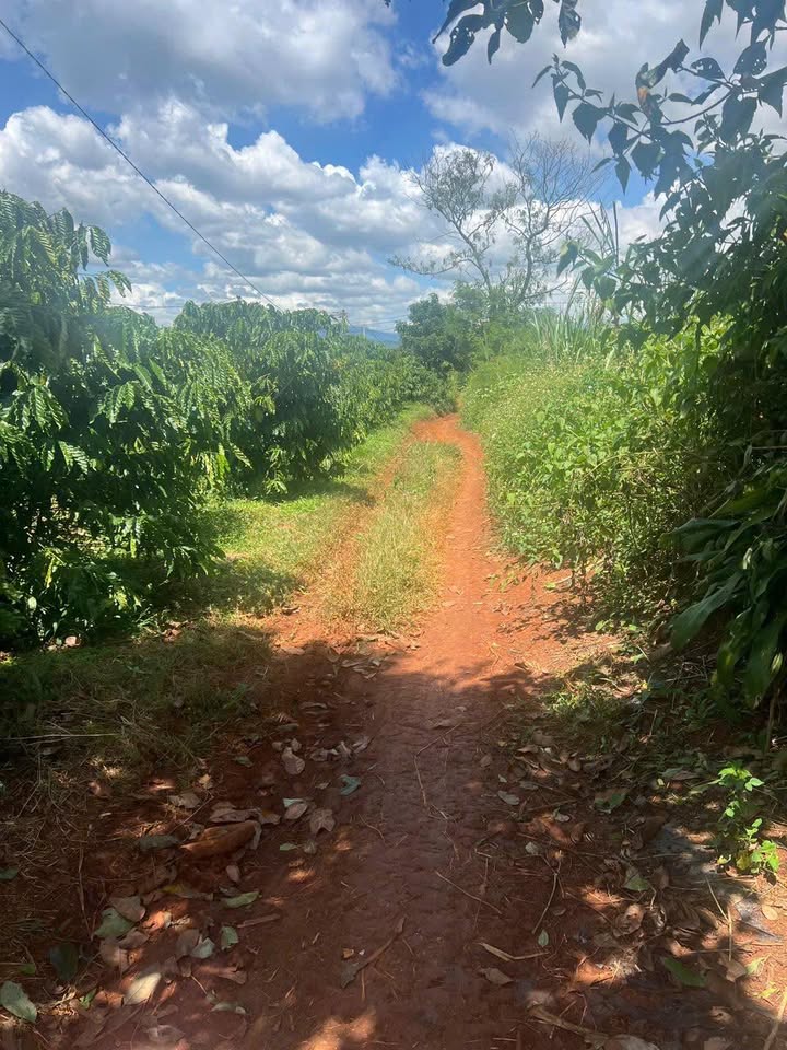 Bán gấp 3 sào đất cà phê tại Đinh Văn, Lâm Hà - Giá chỉ 1.2 tỷ VND!