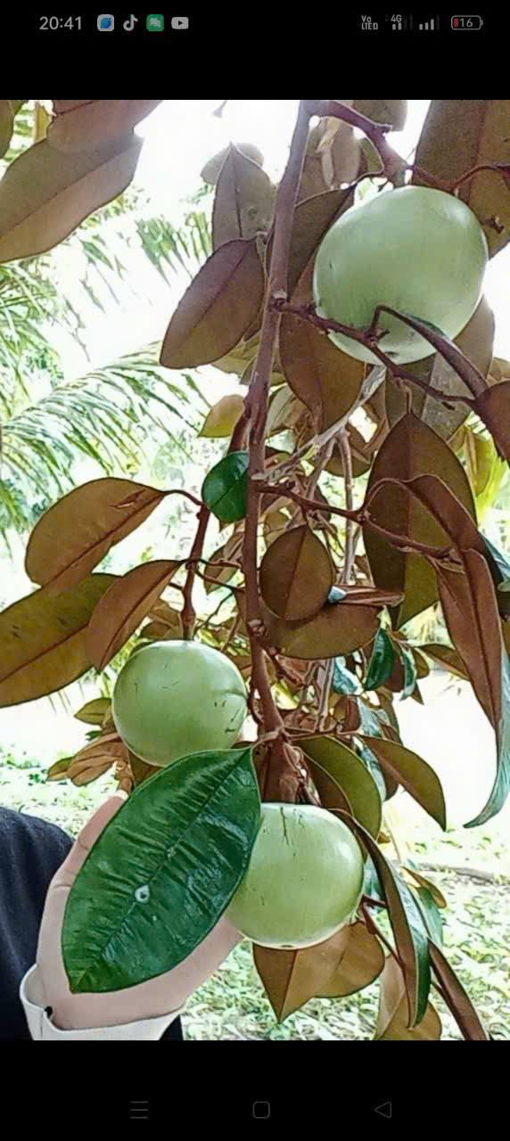 Đất nền Giục Tượng 2125m² giá 1 tỷ - Đầu tư sinh lời lý tưởng!