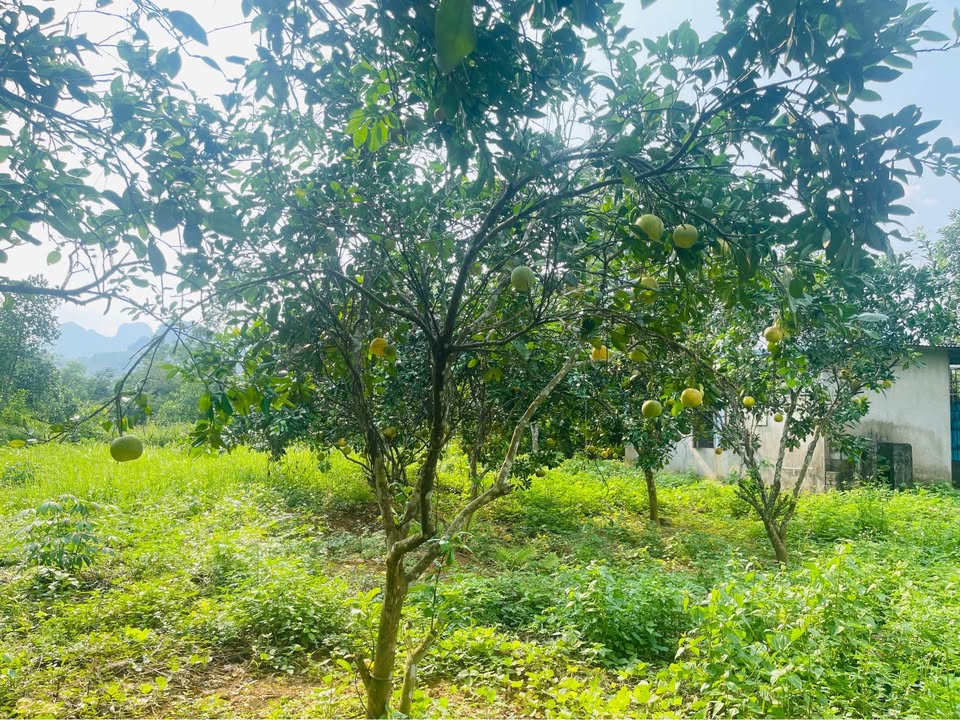 Đất thổ cư Hợp Hoà, Lương Sơn 825m² giá 2 tỷ - View đẹp, ô tô vào tận nơi!