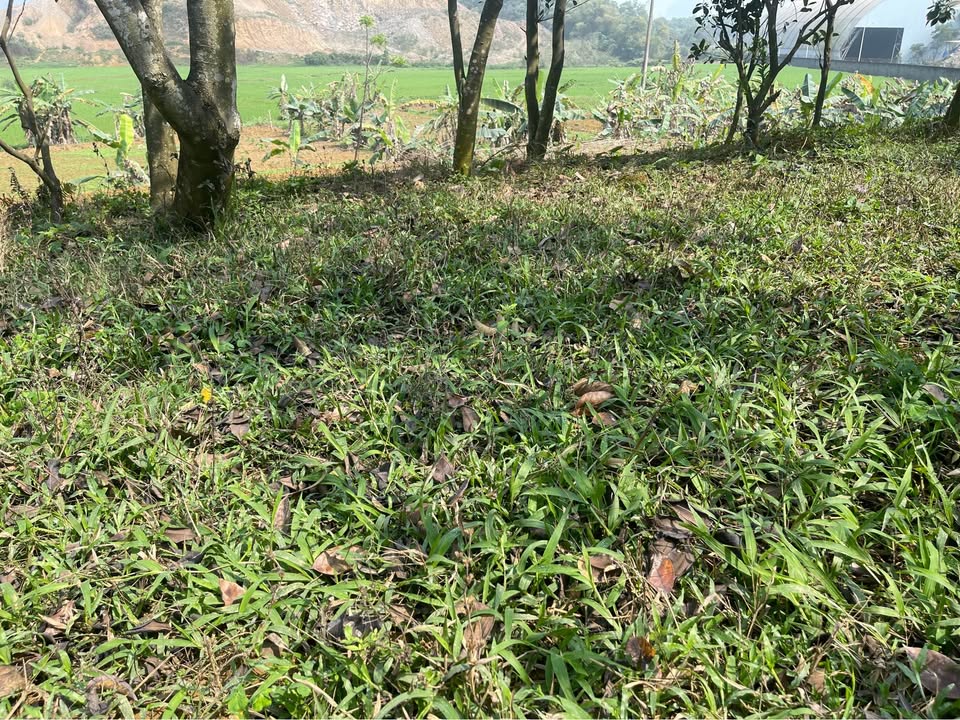 Bán đất tại Liên Sơn, Lương Sơn, Hòa Bình 2000m² - View cánh đồng siêu đẹp!