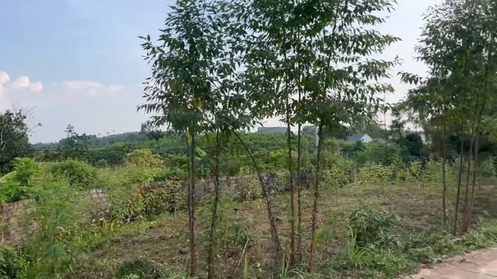 Đất Tân Hiệp Yên Thế 187m² giá thỏa thuận - Cơ hội vàng cho vợ chồng trẻ!