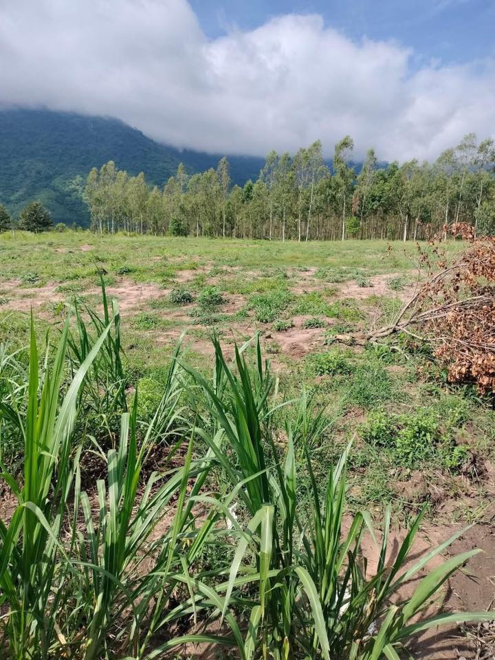 Đất nông nghiệp 3ha tại Cư Kty, Krông Bông - Giá chỉ 2.34 tỷ, đất đẹp trồng cây tốt!