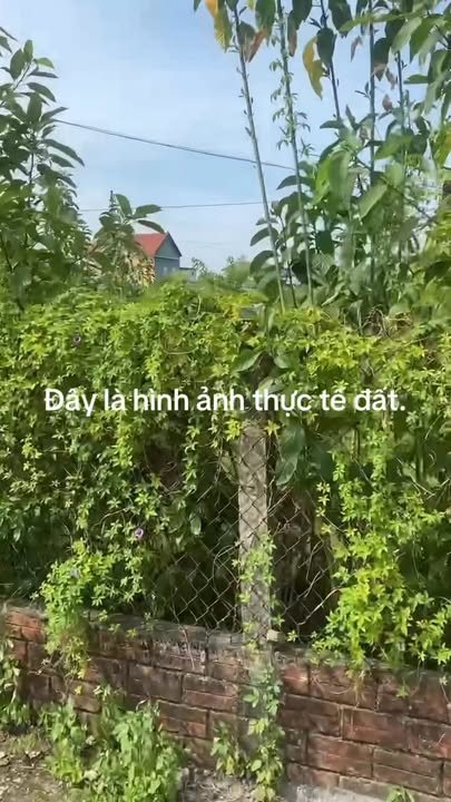 Đất thổ cư Cẩm Bình 205m² giá 1.9 tỷ - Sổ đỏ chính chủ, gần trường học!