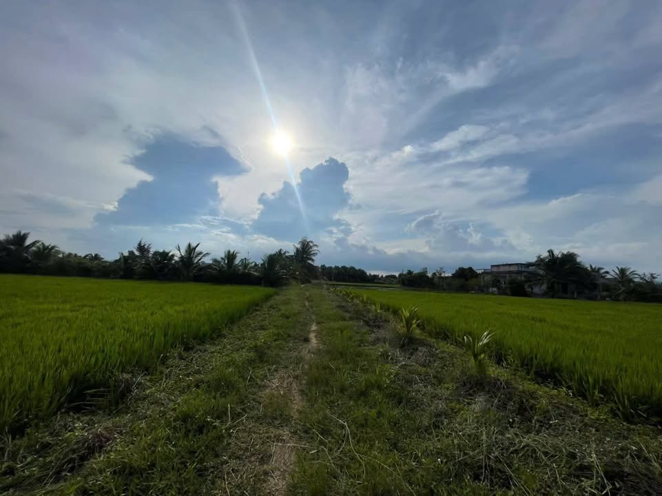 Lô Đất Cây Trồng 1200m² tại Xã Hàm Liêm - Giá chỉ 700 triệu VND!