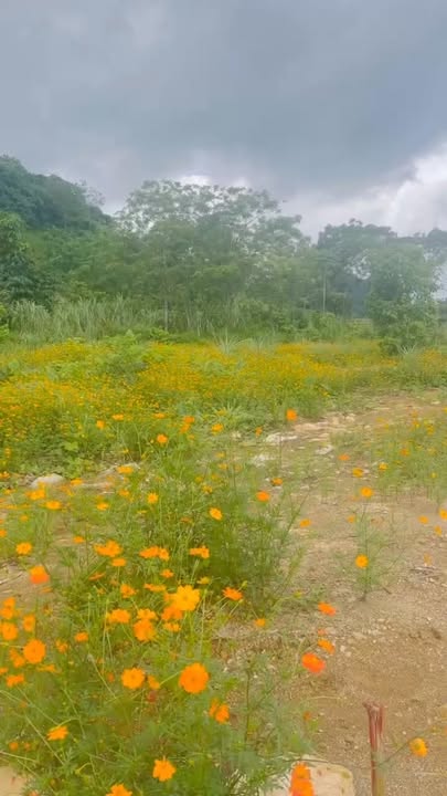 Farm nghỉ dưỡng 20.000m² tại xã Tú Sơn, Kim Bôi - Không gian sống ảo tuyệt đẹp!