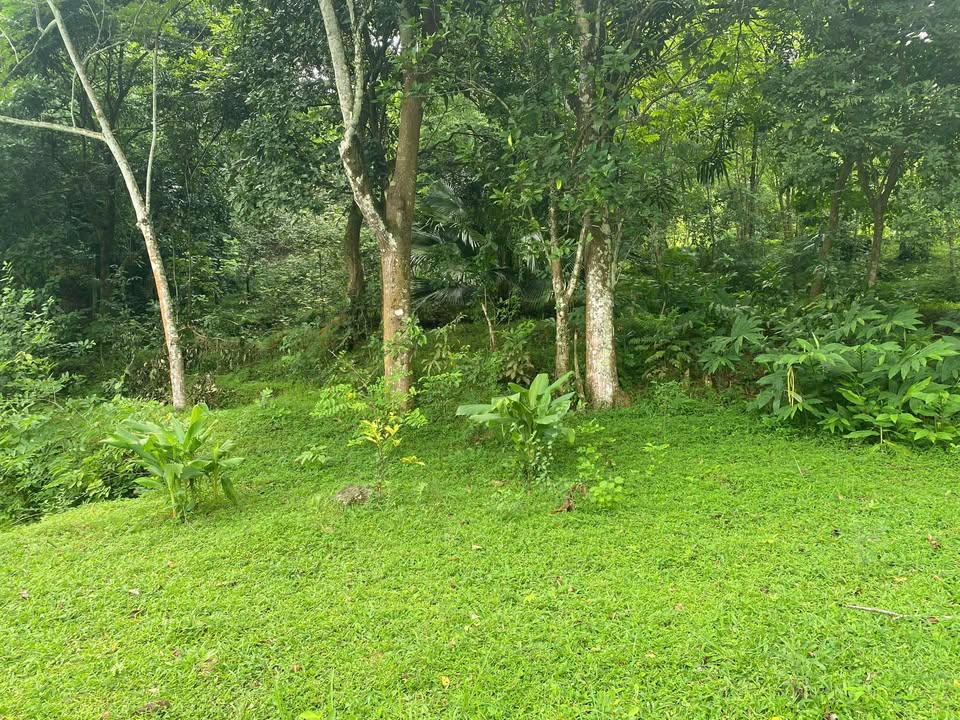 Đất thổ cư 400m² tại xã Hợp Tiến, Kim Bôi - Chuyển nhượng giá tốt!