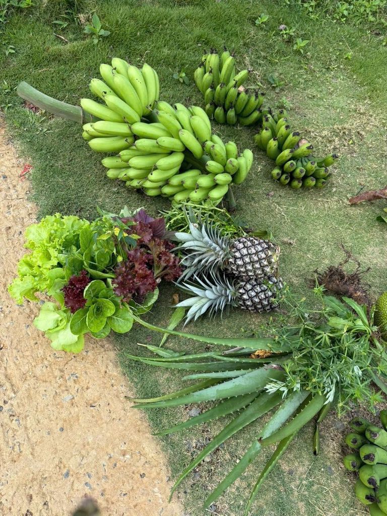 Đất nền Di Linh 170m² giá 629 triệu - Cơ hội đầu tư tuyệt vời!