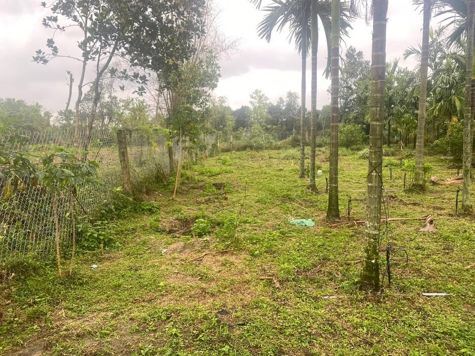 Đất vườn 0,5ha tại Tam Xuân - Nhà sẵn, cây ăn quả giá trị