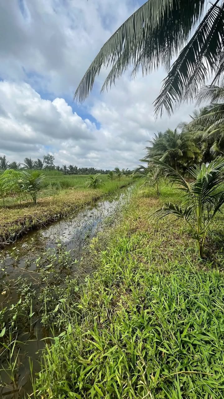 Đất nền An Ngãi Trung, Vĩnh Long 1400m² - Đầu tư lý tưởng với 2 líp dừa!