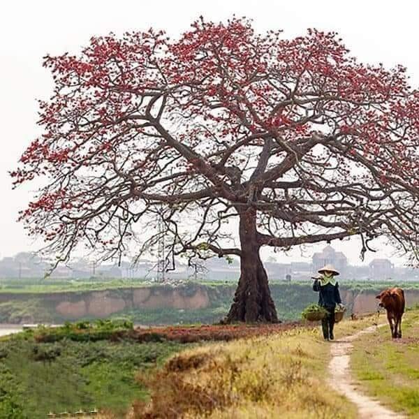 Đất mặt đường Quán Nam, Lê Chân, Hải Phòng 105m² giá 5.775 tỷ - Sổ đỏ chính chủ!