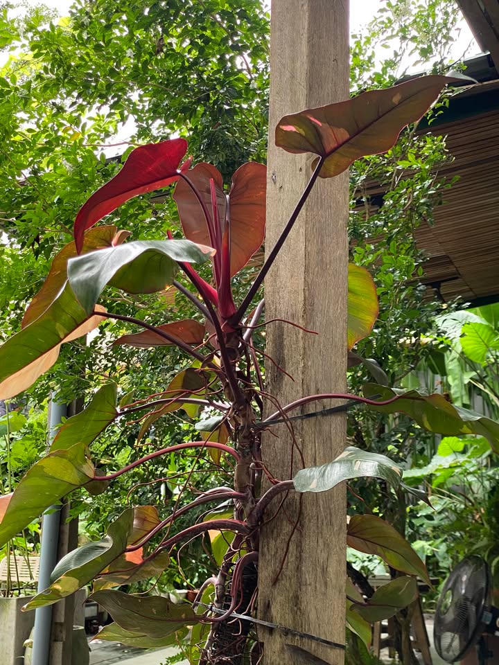 Đất nền Điện Nam Bắc 125m² giá 1.3 tỷ - Vị trí đắc địa gần chợ!