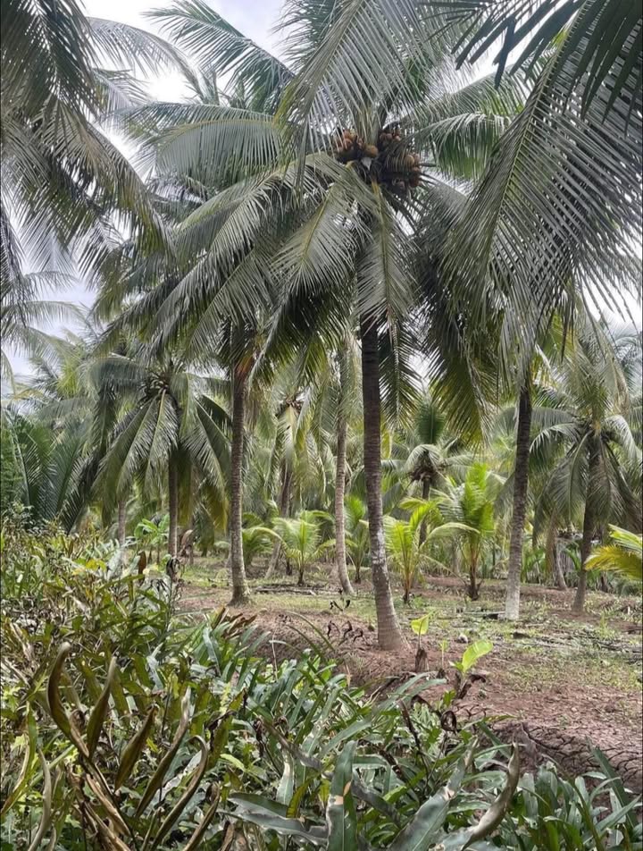 Đất nền Phước Hiệp, Mỏ Cày Nam 4200m² giá 1.512 tỷ - Sổ đỏ chính chủ, mặt tiền rộng!