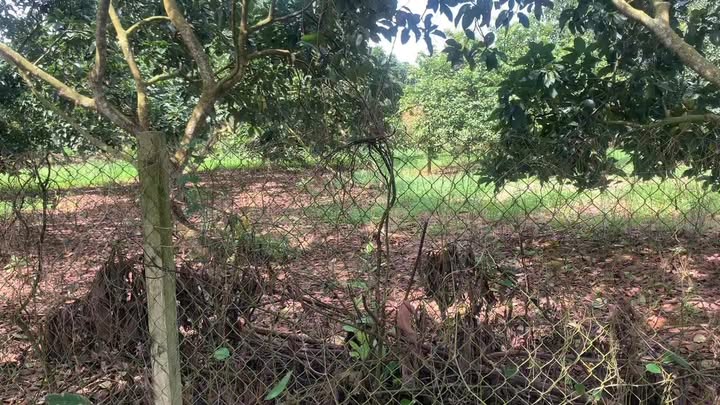 Đất nền Quảng Thành, Châu Đức 62000m² giá 6.2 tỷ - Đầu tư sinh lời lý tưởng!