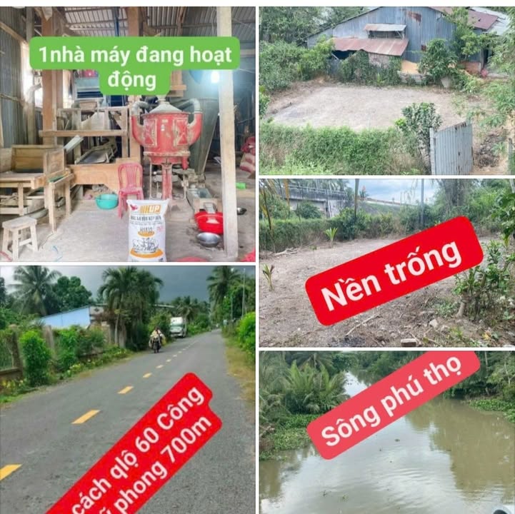 Đất nền Phú Thọ, Tiểu Cần 875m² giá chỉ 800 triệu - Sổ đỏ chính chủ!