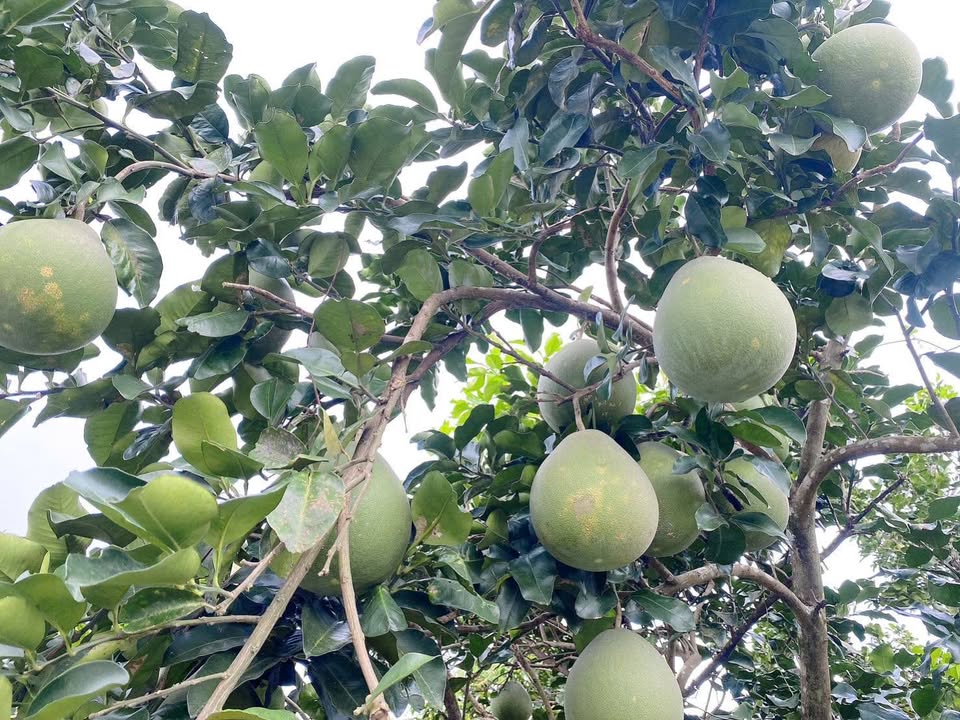 Đất thổ cư Song Bình 123.5m² giá 379 triệu - Đầu tư sinh lời nhanh!