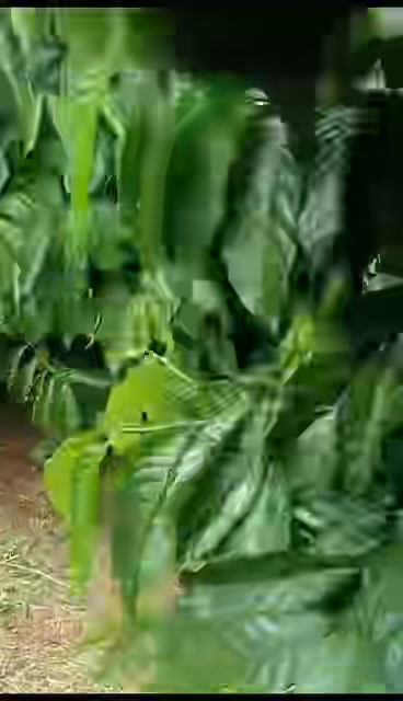 Đất rẫy Ea Sin 3ha giá 10 tỷ - Tiềm năng đầu tư lớn!