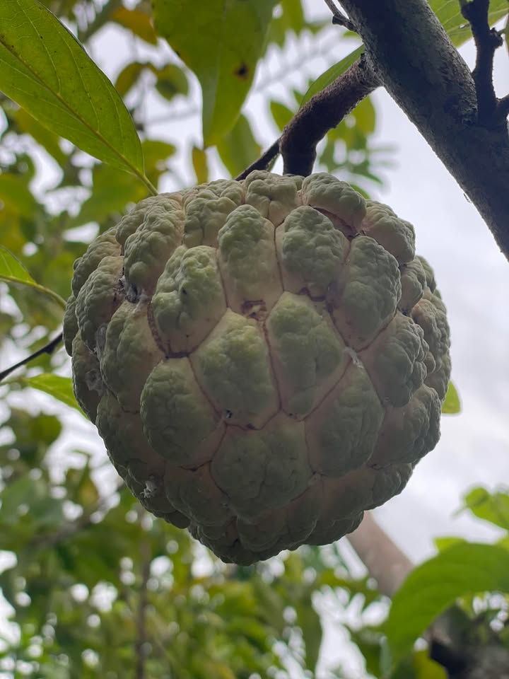 Đất nền Duy Vinh 200m² giá 600 triệu - Đường bê tông 7m, đầu tư sinh lời!