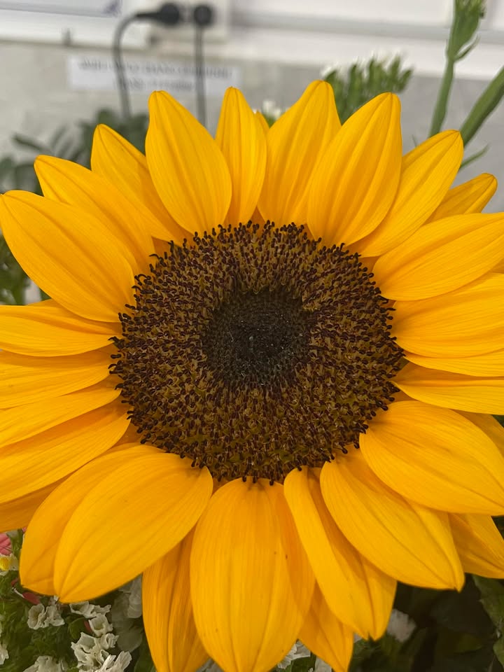 Đất nền Thăng Bình Quảng Nam 150m² giá chỉ 290 triệu - Cơ hội đầu tư tuyệt vời!