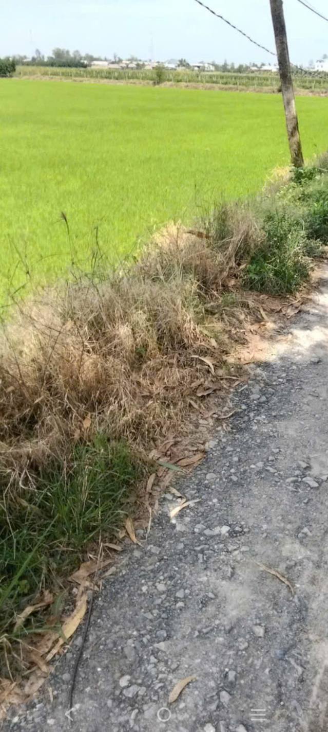 Đất mặt tiền Hưng Thạnh, Tháp Mười 25.000m² giá 2.1 tỷ - Đầu tư sinh lời ngay!