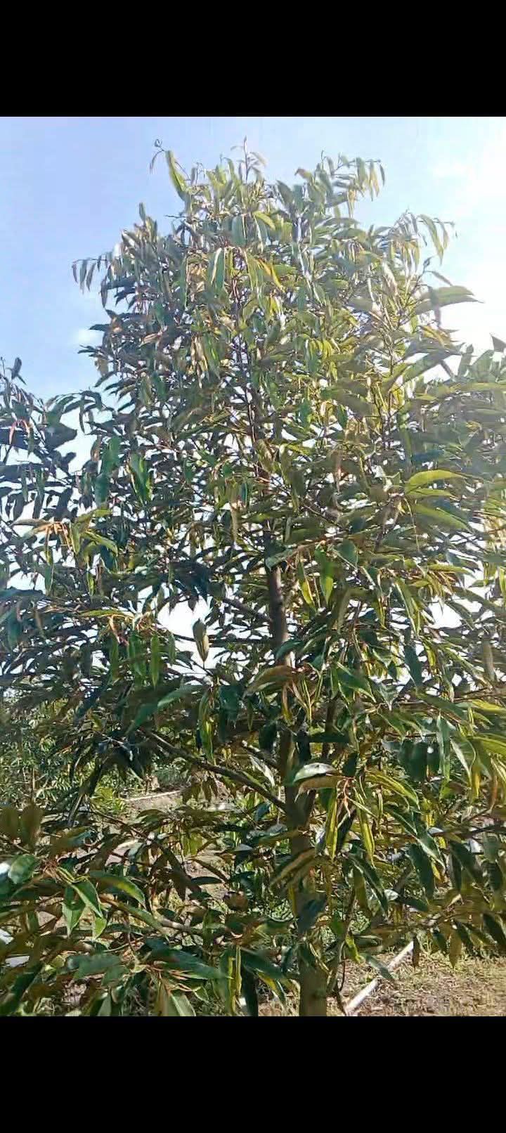 Đất nền Hậu Mỹ Trinh, Cái Bè, 10.000m² giá 3.8 tỷ - Cơ hội đầu tư không thể bỏ lỡ!