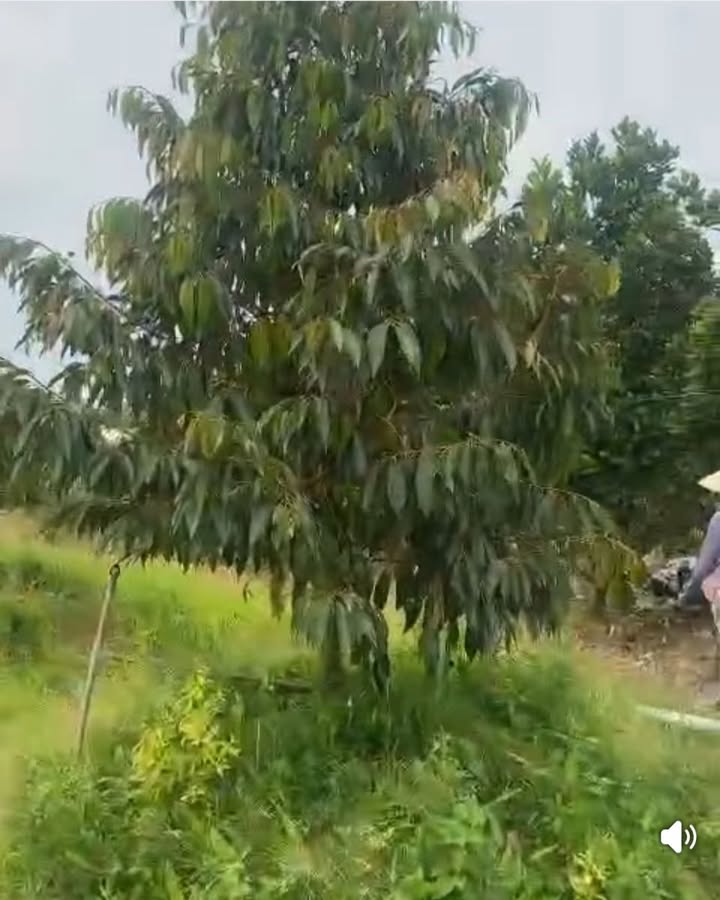 Đất vườn Hậu Mỹ Phú Cái Bè 24,000m² giá 2.82 tỷ - Sổ cây lâu năm, bớt lộc nhanh!