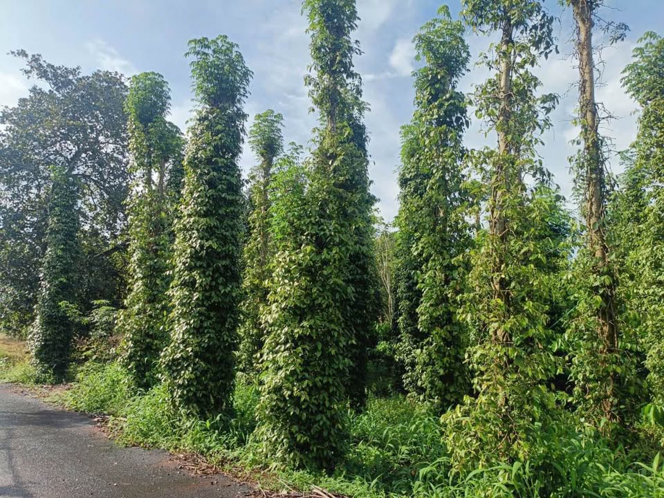 Đất nền Hòa Hội, Xuyên Mộc 1000m² giá 870 triệu - Đầu tư sinh lời ngay!