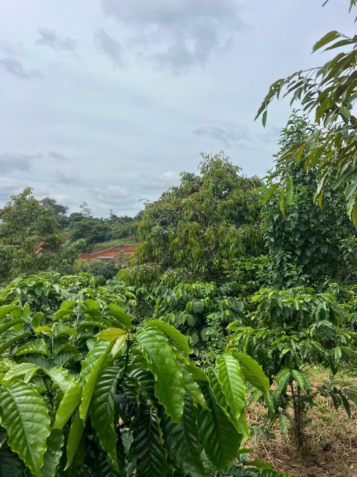 Đất nền 9 sào mặt tiền đường Tránh Buôn Hồ - Giá chỉ 6.5 tỷ VND!