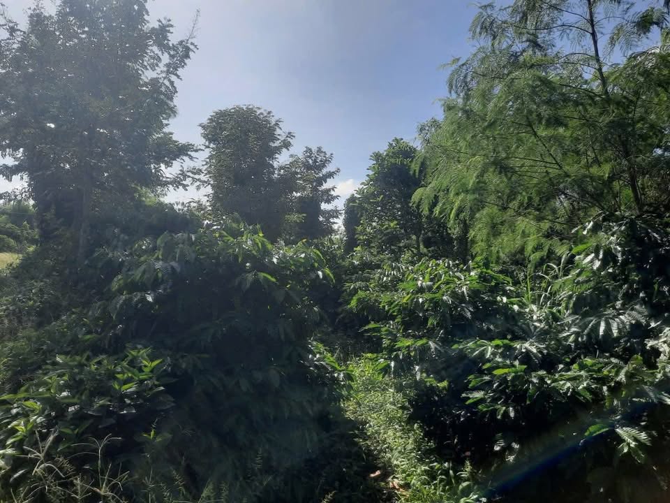 Đất Ea Drông Buôn Hồ 2340m² giá 1,3 tỷ - Sổ đỏ chính chủ, tiện ích đầy đủ!